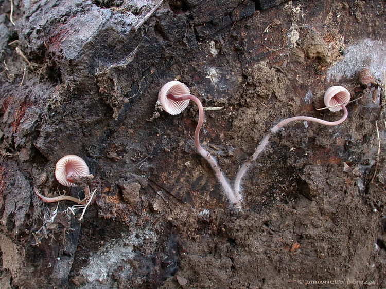 Andar per funghi nelle grotte